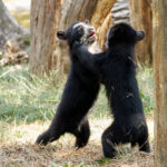 Tier   Bär   Brillenbär   Ort   Zürich   Zoo   