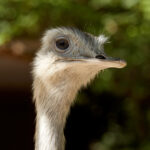 Tier   Vogel   Nandu   Ort   Zürich   Zoo   