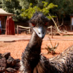 Ort   Zürich   Zoo   Tier   Vogel   Emu   