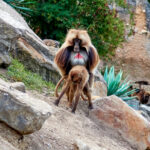 Tier   Affe   Dschelada   Ort   Zürich   Zoo   