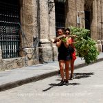 Ort   Havanna   