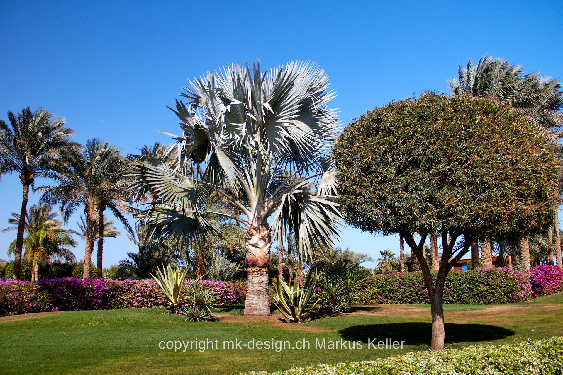 Pflanze   Baum   Palme   