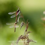 Tier   Insekte   Libelle   Heidelibelle   