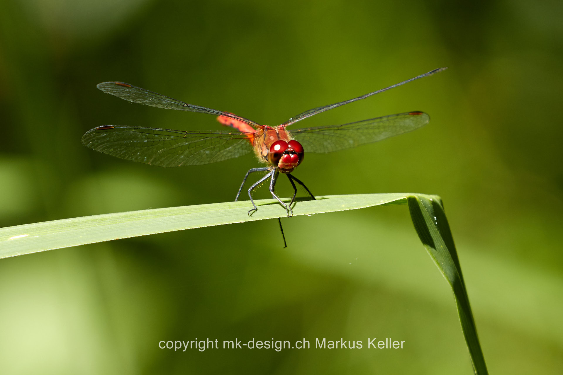 Tier   Insekte   Libelle   Heidelibelle   