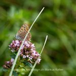 Tier   Insekte   Hummel   Schmetterling   