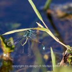Tier   Insekte   Libelle   Pechlibelle   