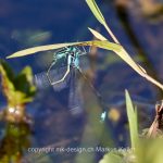 Tier   Insekte   Libelle   Pechlibelle   