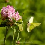 Tier   Insekte   Schmetterling   Zitronenfalter   
