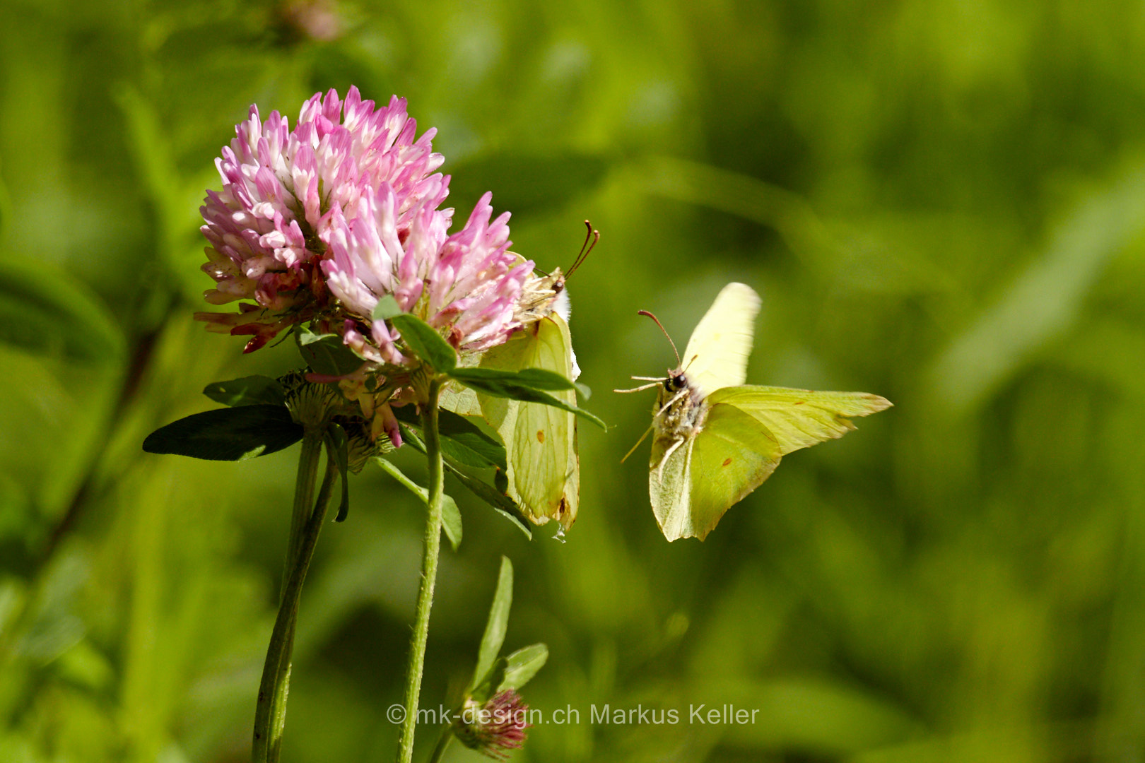 Tier   Insekte   Schmetterling   Zitronenfalter   