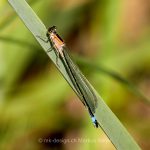 Tier   Insekte   Libelle   _Bin   Pechlibelle   