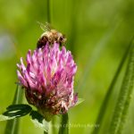 Tier   Insekte   Biene   Pflanze   Klee   