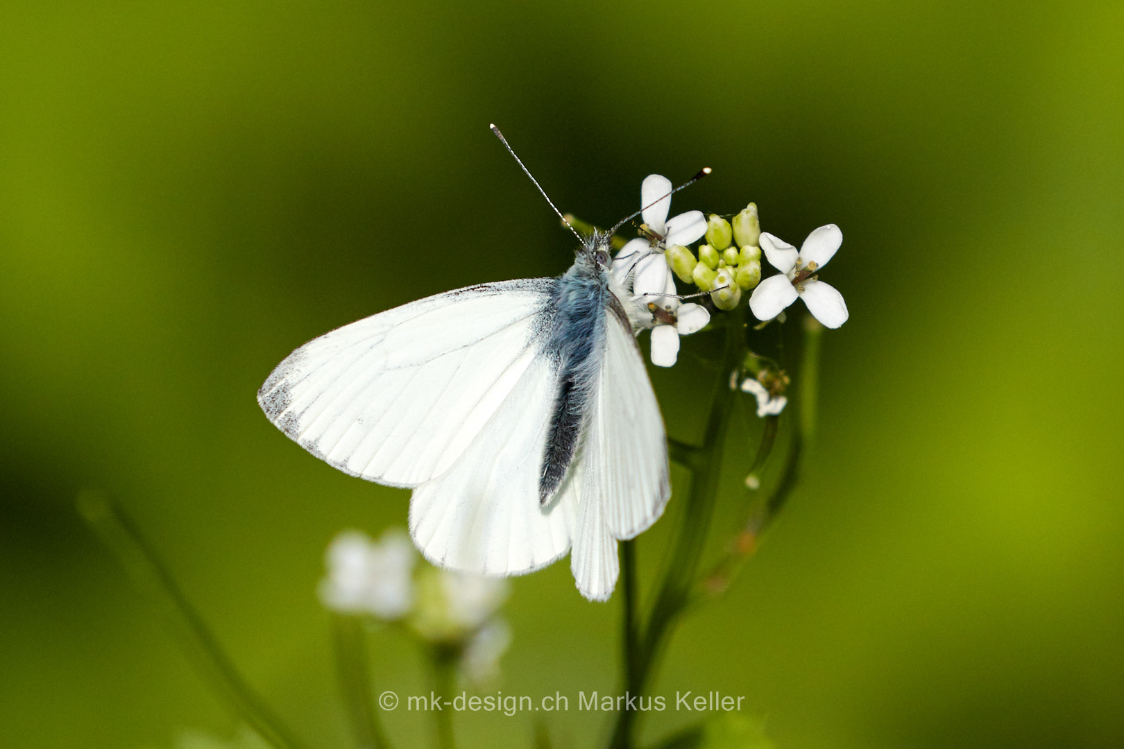 Tier   Insekte   Schmetterling   Baumweissling   