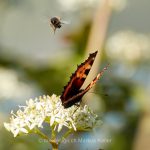Tier   Insekte   Schmetterling   Kleiner Fuchs   
