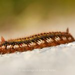 Tier   Insekte   Schmetterling/Raupe   Grasglucke   