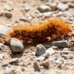 Tier   Insekte   Schmetterling/Raupe   Brauner Bär   