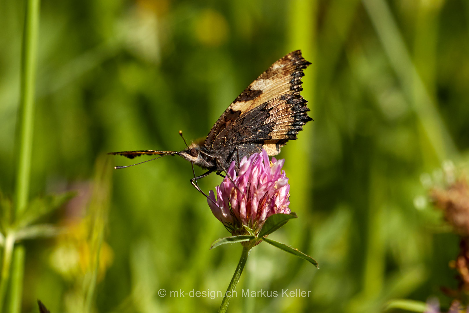 Tier   Insekte   Schmetterling/Raupe   Grosser Fuchs   