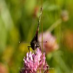 Tier   Insekte   Schmetterling/Raupe   Grosser Fuchs   
