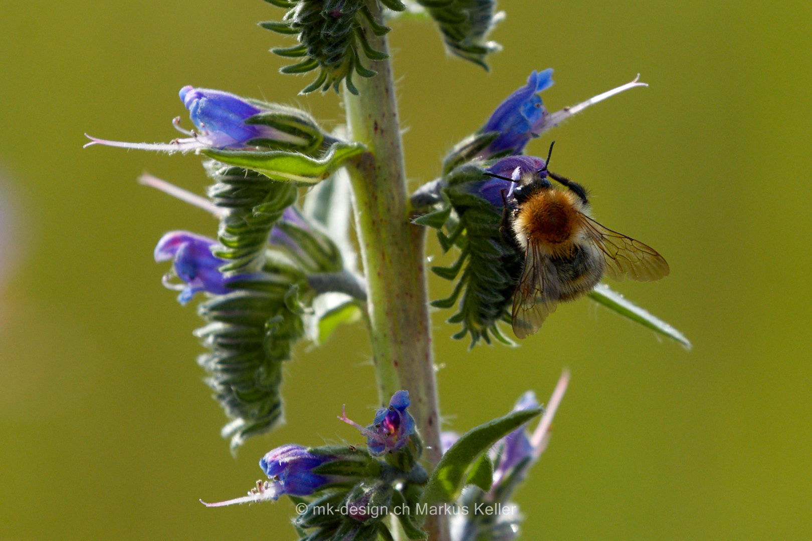 Pflanze   Blume   Natternkopf   Tier   Insekte   Biene   