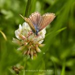 Tier   Insekte   Schmetterling/Raupe   Zwergbläuling   