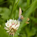 Tier   Insekte   Schmetterling/Raupe   Zwergbläuling   