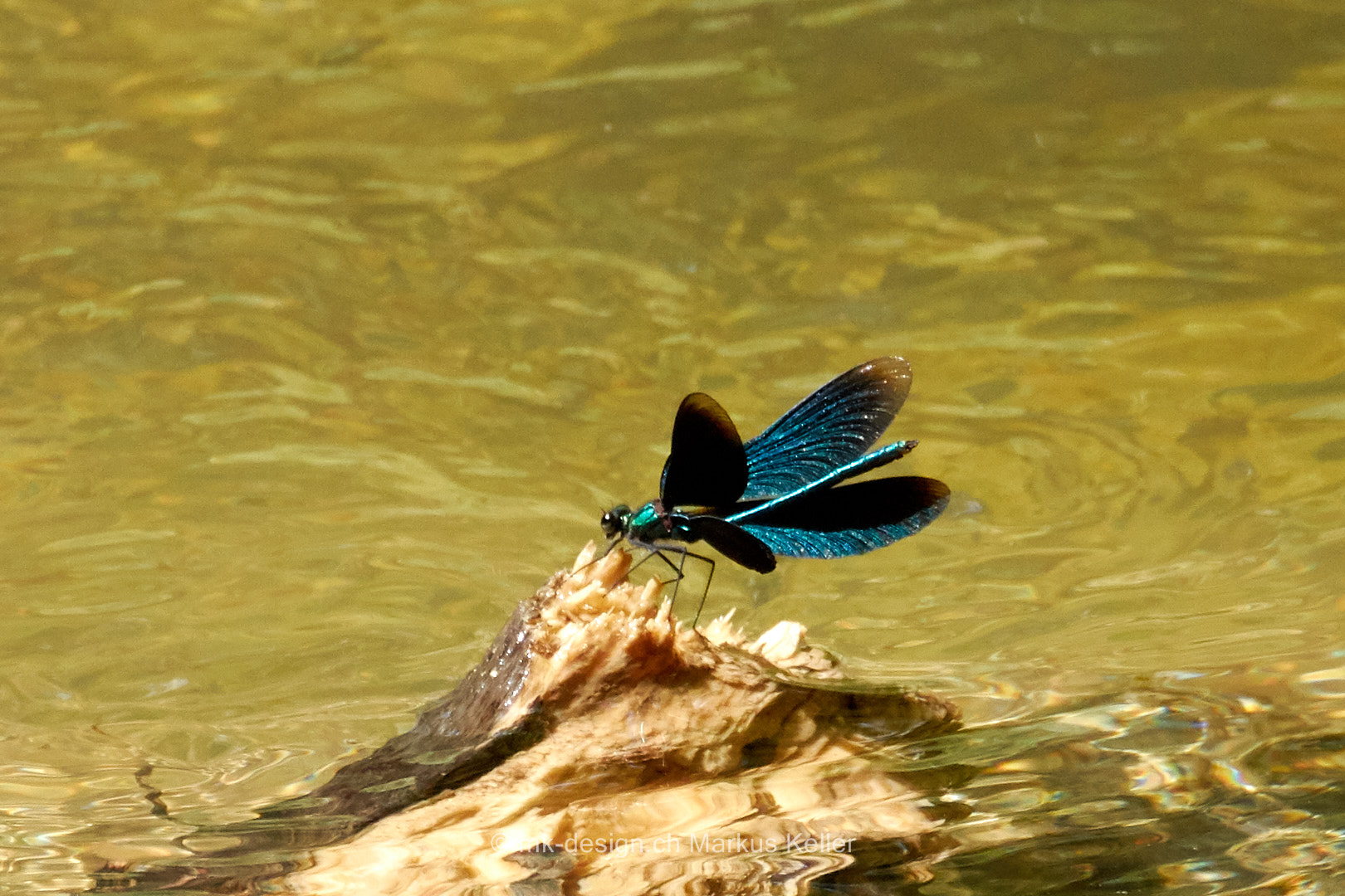 Tier   Insekte   Libelle   Blauflügel Prachtlibelle   