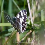 Tier   Insekte   Schmetterling/Raupe   Schachbrett   
