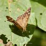 Tier   Insekte   Schmetterling/Raupe   Waldbrettspiel   