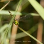 Tier   Insekte   Libelle   Smaragdlibelle   