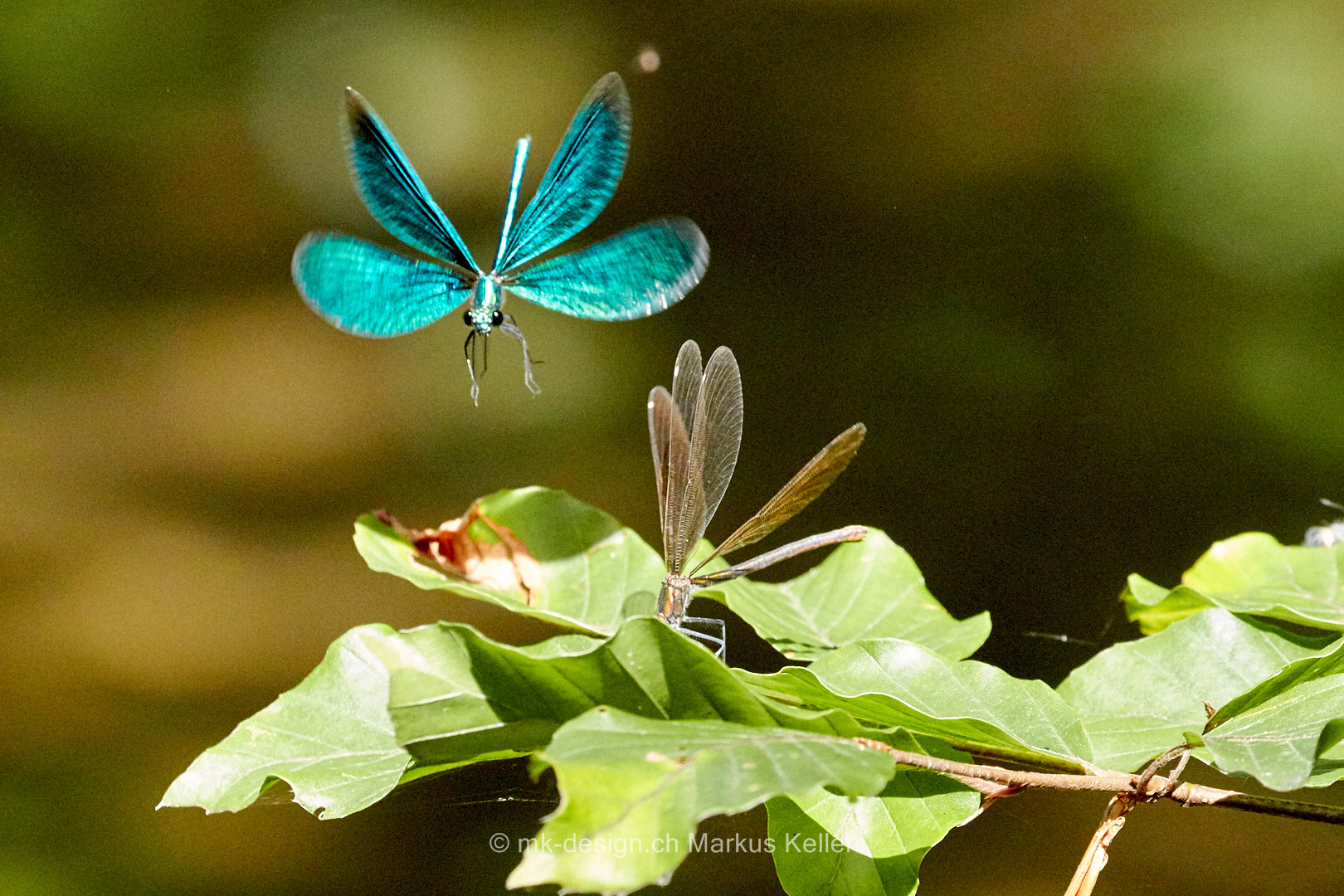 Tier   Insekte   Libelle   Blauflügel Prachtlibelle   