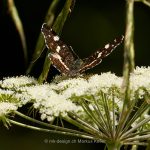 Tier   Insekte   Schmetterling/Raupe   Landkärtchen   