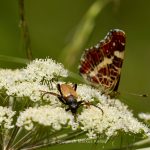 Tier   Insekte   Schmetterling/Raupe   Landkärtchen   Käfer   Rothalsbock   