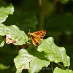 Tier   Insekte   Schmetterling/Raupe   Rostfarbiger Dickkopffalter   