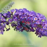 Tier   Insekte   Schmetterling/Raupe   Sechsfleck-Widderchen   