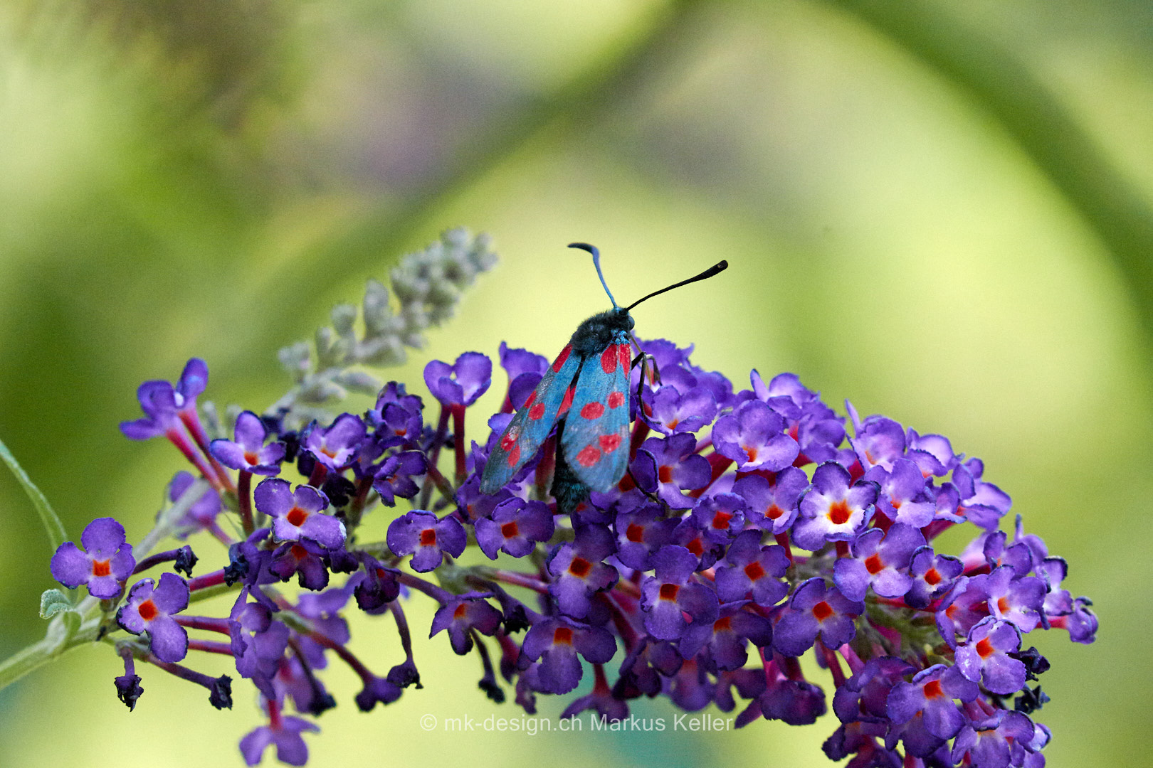Tier   Insekte   Schmetterling/Raupe   Sechsfleck-Widderchen   