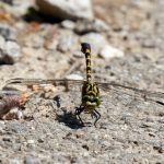 Tier   Insekte   Libelle   Zangenlibelle   