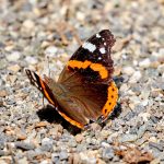 Tier   Insekte   Schmetterling/Raupe   Admiral   