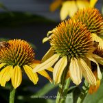 Pflanze   Blume   Sonnenhut   Tier   Insekte   Biene   