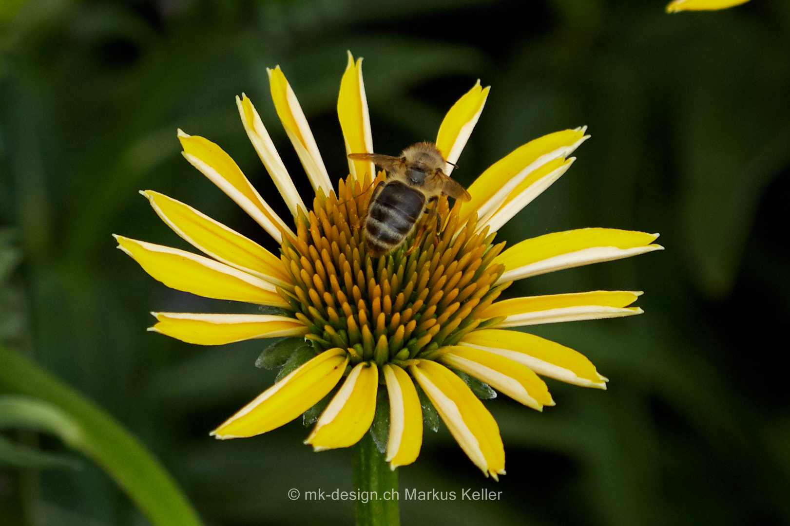 Pflanze   Blume   Sonnenhut   Tier   Insekte   Biene   