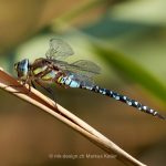 Tier   Insekte   Libelle   Südliche Mosaikjungfer   