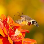 Tier   Insekte   Schmetterling/Raupe   Taubenschwänzchen   