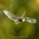 Tier   Insekte   Libelle   Südliche Mosaikjungfer   