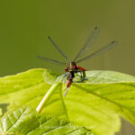 Tier   Insekte   Libelle   Adonislibelle   