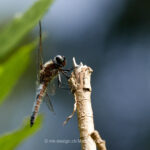 Tier   Insekte   Libelle   Spitzenflecklibelle   