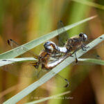 Tier   Insekte   Libelle   Spitzenflecklibelle   
