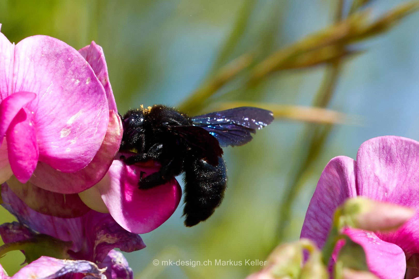 Tier   Insekte   Biene   Blaue Holzbiene   