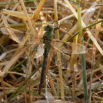 Tier   Insekte   Libelle   Grüne Mosaikjungfer   
