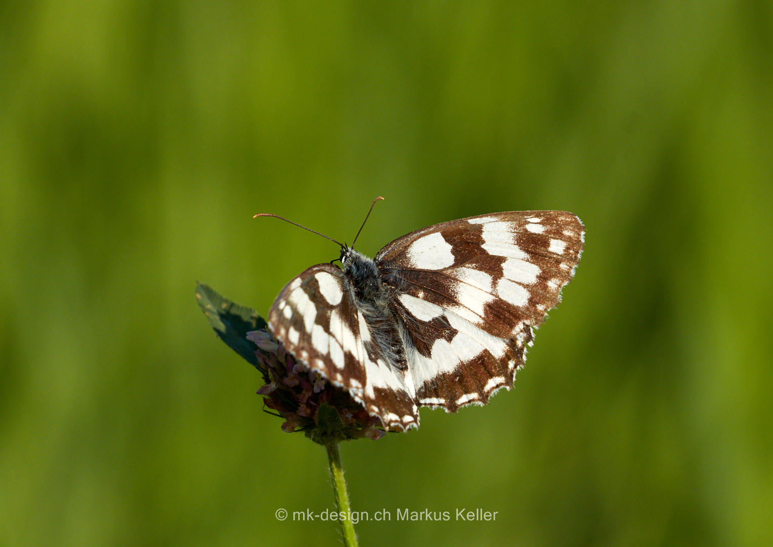 Tier   Insekte   Schmetterling/Raupe   Schachbrett   