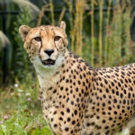 Tier   Gepard   