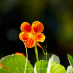Pflanze   Blume   Kapuziner   