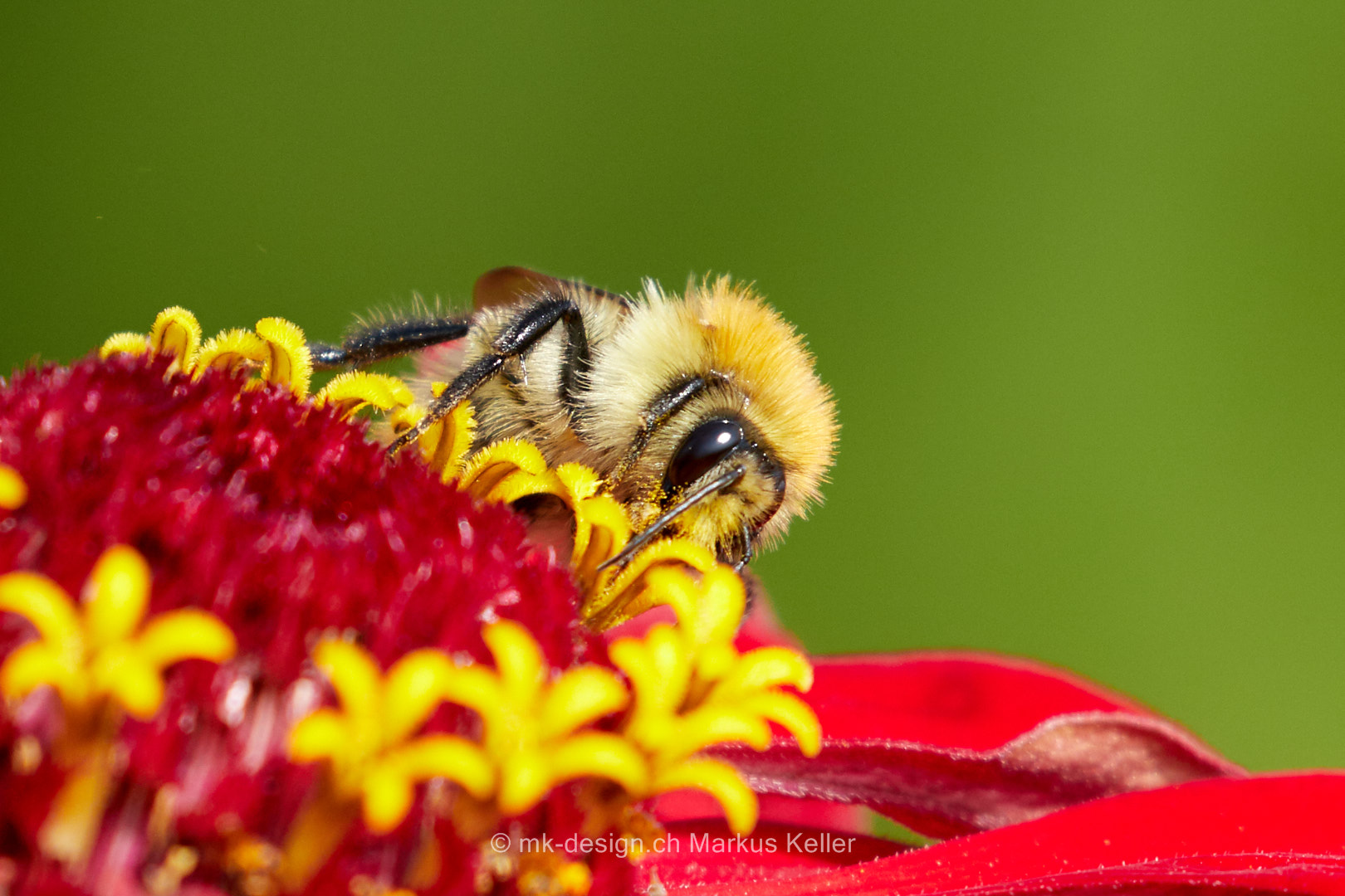 Tier   Insekte   Biene   Pflanze   Blume   Zinnie   